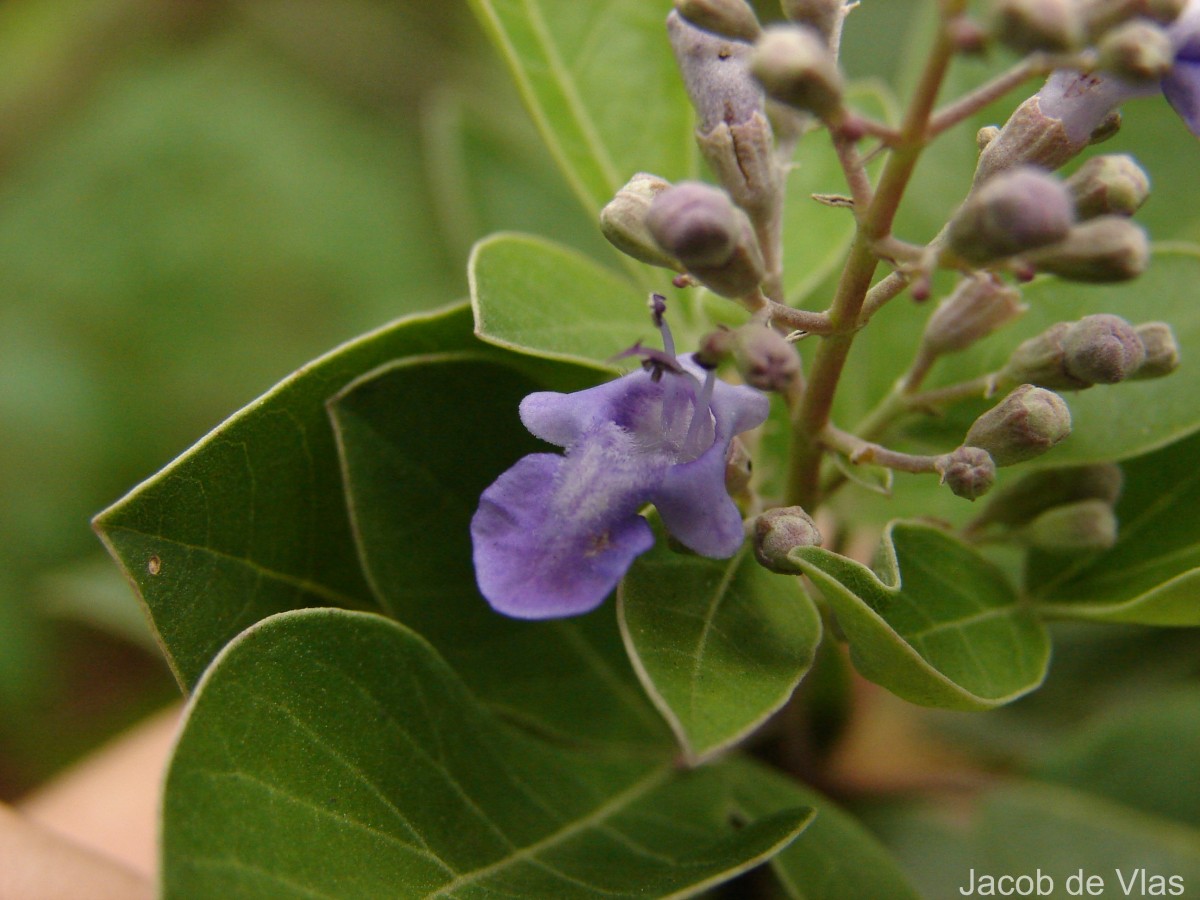 Vitex trifolia subsp. trifolia